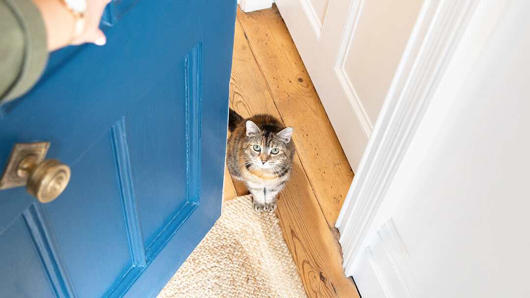 Training a Cat to Use a Cat Flap The Easy Way Purina